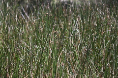 Chorizandra australis