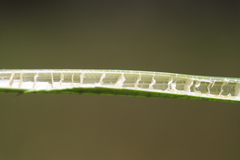 Chorizandra australis