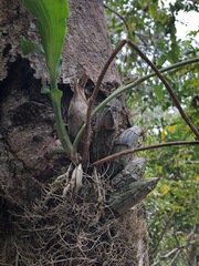 Catasetinae