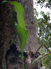 Catasetinae