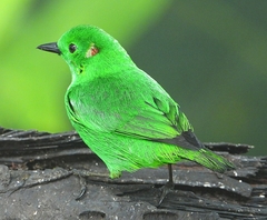 Chlorochrysa phoenicotis