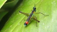 Paramastax duquei