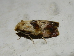 Neocochylis millierana