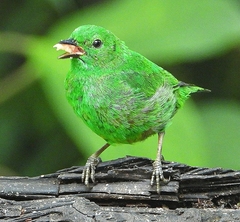 Chlorochrysa phoenicotis