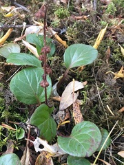 Pyrola asarifolia