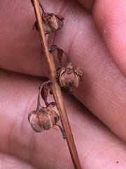 Pyrola asarifolia