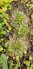Plantago triandra masoniae