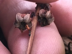 Pyrola asarifolia