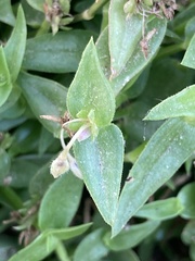 Callisia micrantha
