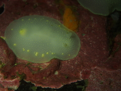 Cadlina laevis