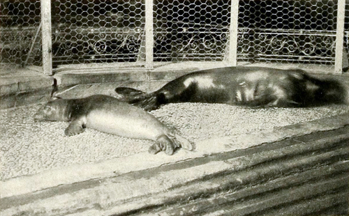 Caribbean Monk Seal