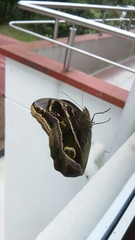 Eryphanis aesacus