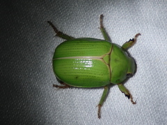Anoplognathus prasinus