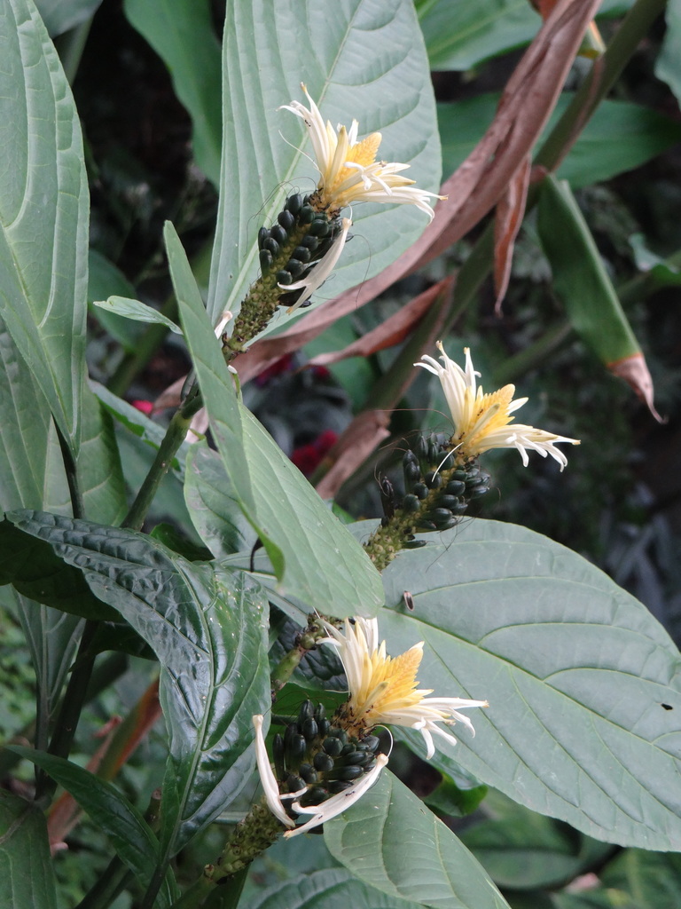 Schaueria gonatistachya