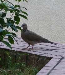 Streptopelia chinensis