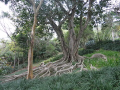 Ficus drupacea