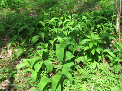 Allium victorialis