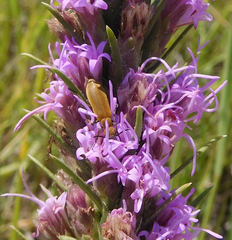 Epicauta ferruginea