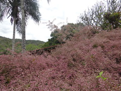 Congea tomentosa