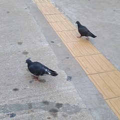Columba livia domestica