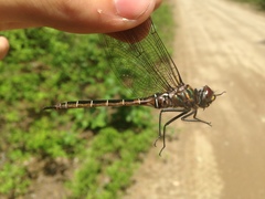 Somatochlora cingulata