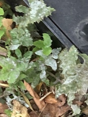 Golovinomyces sonchicola