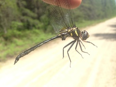 Somatochlora elongata