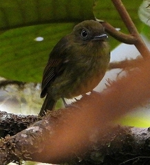 Rhynchocyclus pacificus