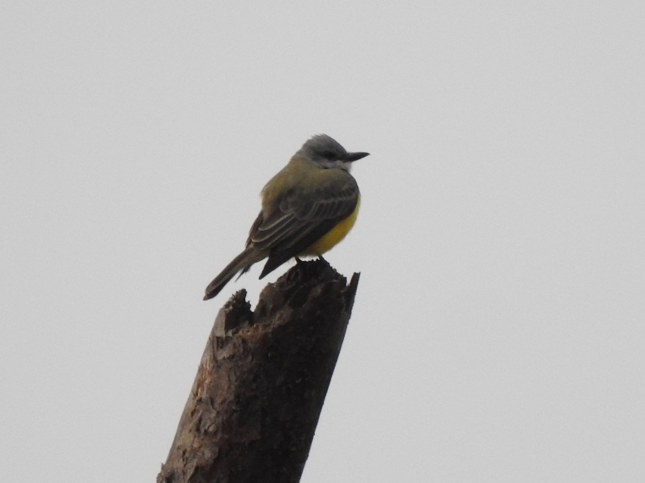 Couch's Kingbird (Tyrannus couchii)