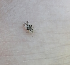 Insecta
