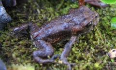 Anaxyrus boreas boreas