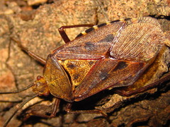 Urochela quadrinotata