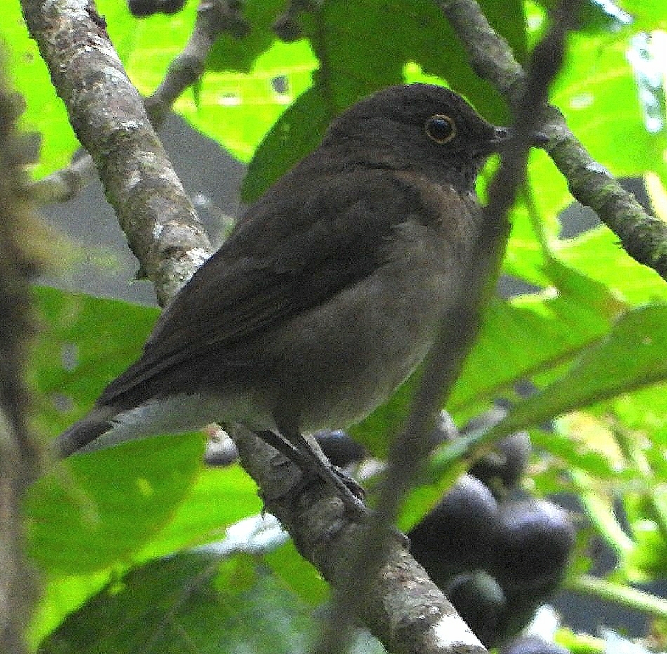 Dagua Thrush photo