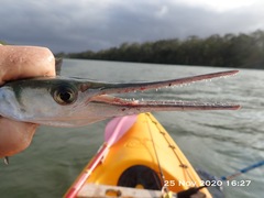 Tylosurus gavialoides