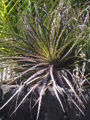 Dyckia burle-marxii