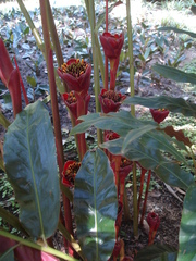 Etlingera hemisphaerica