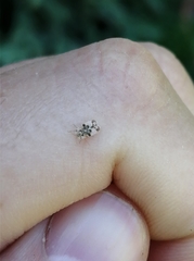 Insecta