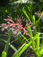 Portea petropolitana