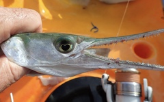 Tylosurus gavialoides