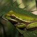 Montevideo Tree Frog - Photo (c) Alfredo Sabaliauskas, some rights reserved (CC BY-NC)