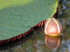 Victoria amazonica