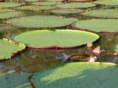 Victoria amazonica