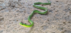 Erythrolamprus viridis