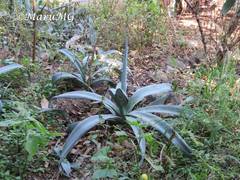 Agave weberi