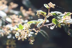 Pomaderris prunifolia