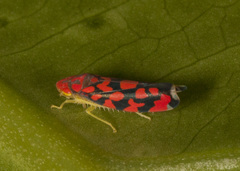 Ladoffa dependens