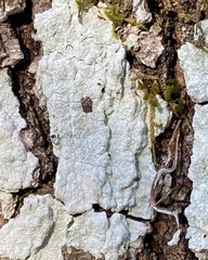 Phlyctis boliviensis