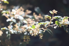 Pomaderris prunifolia