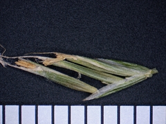 Festuca occidentalis