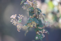 Pomaderris prunifolia